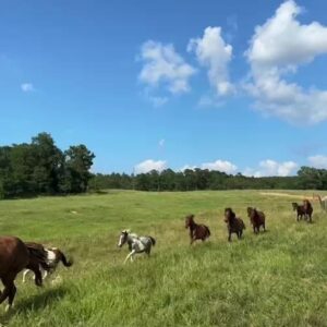 Dawn Olivieri Instagram - The turn out pasture is in full effect!!!