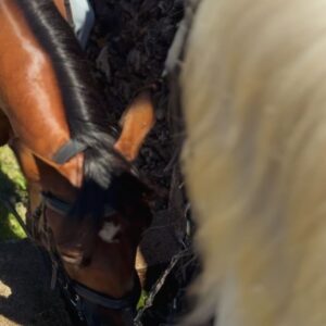 Dawn Olivieri Instagram - The horses have brought me to PORTUGAL with @my_cavago 

I’m going on a pilgrimage across the globe to learn about each and every horse breed that has come together to make the american mustang. This is the beginning of telling the stories of some of the oldest and most specialized breeds in the world. To shine a spotlight on the reverence cultures all over the world have for these creatures, I hope to inspire a deeper connection between the history and the horse. I hope to awaken dormant horse enthusiasts young and old. Which may someday soon, lead to owning their first horse and stepping into a healthy active lifestyle with an incredible community all around the world. ❤️

These are the Lucitanos, a coveted breed that  originally carried the early Portuguese warriors into battle against the Romans. After many failed attempts the Roman army eventually resigned to admitt, these soldiers were impossible to overtake because here…”horse and man are one. “ ❤️

Horses are a way of life in this land and let me tell you…

It 

Is

Beautiful

#horse #Lucitano #portugal #ancestorsOfTheMustangs
@acavalo_