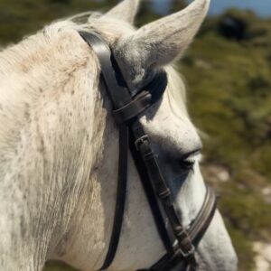 Dawn Olivieri Instagram - The horses have brought me to PORTUGAL with @my_cavago 

I’m going on a pilgrimage across the globe to learn about each and every horse breed that has come together to make the american mustang. This is the beginning of telling the stories of some of the oldest and most specialized breeds in the world. To shine a spotlight on the reverence cultures all over the world have for these creatures, I hope to inspire a deeper connection between the history and the horse. I hope to awaken dormant horse enthusiasts young and old. Which may someday soon, lead to owning their first horse and stepping into a healthy active lifestyle with an incredible community all around the world. ❤️

These are the Lucitanos, a coveted breed that  originally carried the early Portuguese warriors into battle against the Romans. After many failed attempts the Roman army eventually resigned to admitt, these soldiers were impossible to overtake because here…”horse and man are one. “ ❤️

Horses are a way of life in this land and let me tell you…

It 

Is

Beautiful

#horse #Lucitano #portugal #ancestorsOfTheMustangs
@acavalo_