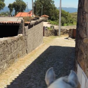 Dawn Olivieri Instagram - The horses have brought me to PORTUGAL with @my_cavago 

I’m going on a pilgrimage across the globe to learn about each and every horse breed that has come together to make the american mustang. This is the beginning of telling the stories of some of the oldest and most specialized breeds in the world. To shine a spotlight on the reverence cultures all over the world have for these creatures, I hope to inspire a deeper connection between the history and the horse. I hope to awaken dormant horse enthusiasts young and old. Which may someday soon, lead to owning their first horse and stepping into a healthy active lifestyle with an incredible community all around the world. ❤️

These are the Lucitanos, a coveted breed that  originally carried the early Portuguese warriors into battle against the Romans. After many failed attempts the Roman army eventually resigned to admitt, these soldiers were impossible to overtake because here…”horse and man are one. “ ❤️

Horses are a way of life in this land and let me tell you…

It 

Is

Beautiful

#horse #Lucitano #portugal #ancestorsOfTheMustangs
@acavalo_