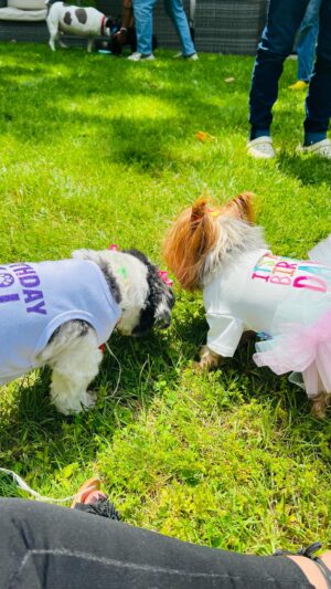 Deanna Diaz Instagram - 𝗧𝗵𝗲 𝗯𝗲𝘀𝘁 𝗣𝗔𝗪-𝗧𝗬 🐾🎉❤️!!
•
Such a perfect Sunday celebrating Sholi (16) and Azuki (11) puppy paw-ty!! 🐾💘 @meashababy 
And celebrating our Taurus king/ queens @mannyfromphilly @mskimcrawford 🌟🥳!!