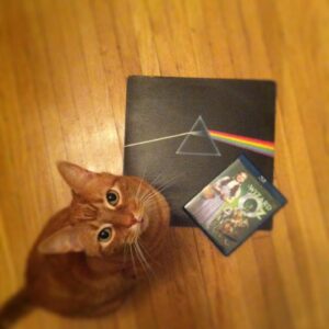 Deanna Russo Instagram - I know death doesn’t give warnings but, boy, does it have a sense of humor. The last words I said to my cat were, “Just go and die already.” Maybe the full moon last night did have as much power as all the astrologers said it would because my words came true. My orange bastard of a cat went and died already. 

He was old and had just pissed on the rug. I was mad so I shoved his nose in his mess and then put him outside, which wasn’t really a punishment. He loved going outside. He had cultivated several names in the many homes he frequented, but in my house, he was The Dude. 

The Dude would abide, but he also had strong opinions about the company I kept. He never warmed up to the kids. I think he considered himself my primary partner and didn’t like sharing my attention. He’d piss in your shoes or shit on your head while you slept if he didn’t want you around. He stood at the helm of my romantic life, the bastard. 

One day while shopping for protection dogs, this determined orange kitten crawled up my pant leg and didn’t leave me alone for the next 15 years. He earned the name because that’s what I shouted every time he charged at his reflection in a floor mirror, cracking his skull against the silver glass, “Dude!” It just stuck. 

The Dude and I were so closely connected before I became a human-mom that I would hold him and sob at the thought of him dying one day. And now that day is today. It was very un-dude of him to piss on my rug because yes, it really did tie the room together, but he did take his own exit, which is something he knew I wanted.