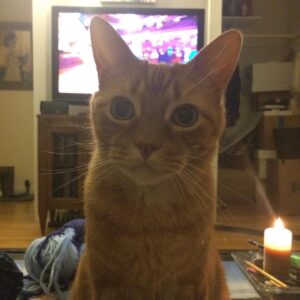 Deanna Russo Instagram - I know death doesn’t give warnings but, boy, does it have a sense of humor. The last words I said to my cat were, “Just go and die already.” Maybe the full moon last night did have as much power as all the astrologers said it would because my words came true. My orange bastard of a cat went and died already. 

He was old and had just pissed on the rug. I was mad so I shoved his nose in his mess and then put him outside, which wasn’t really a punishment. He loved going outside. He had cultivated several names in the many homes he frequented, but in my house, he was The Dude. 

The Dude would abide, but he also had strong opinions about the company I kept. He never warmed up to the kids. I think he considered himself my primary partner and didn’t like sharing my attention. He’d piss in your shoes or shit on your head while you slept if he didn’t want you around. He stood at the helm of my romantic life, the bastard. 

One day while shopping for protection dogs, this determined orange kitten crawled up my pant leg and didn’t leave me alone for the next 15 years. He earned the name because that’s what I shouted every time he charged at his reflection in a floor mirror, cracking his skull against the silver glass, “Dude!” It just stuck. 

The Dude and I were so closely connected before I became a human-mom that I would hold him and sob at the thought of him dying one day. And now that day is today. It was very un-dude of him to piss on my rug because yes, it really did tie the room together, but he did take his own exit, which is something he knew I wanted.
