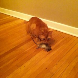 Deanna Russo Instagram - I know death doesn’t give warnings but, boy, does it have a sense of humor. The last words I said to my cat were, “Just go and die already.” Maybe the full moon last night did have as much power as all the astrologers said it would because my words came true. My orange bastard of a cat went and died already. 

He was old and had just pissed on the rug. I was mad so I shoved his nose in his mess and then put him outside, which wasn’t really a punishment. He loved going outside. He had cultivated several names in the many homes he frequented, but in my house, he was The Dude. 

The Dude would abide, but he also had strong opinions about the company I kept. He never warmed up to the kids. I think he considered himself my primary partner and didn’t like sharing my attention. He’d piss in your shoes or shit on your head while you slept if he didn’t want you around. He stood at the helm of my romantic life, the bastard. 

One day while shopping for protection dogs, this determined orange kitten crawled up my pant leg and didn’t leave me alone for the next 15 years. He earned the name because that’s what I shouted every time he charged at his reflection in a floor mirror, cracking his skull against the silver glass, “Dude!” It just stuck. 

The Dude and I were so closely connected before I became a human-mom that I would hold him and sob at the thought of him dying one day. And now that day is today. It was very un-dude of him to piss on my rug because yes, it really did tie the room together, but he did take his own exit, which is something he knew I wanted.