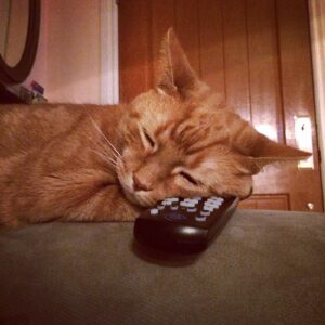 Deanna Russo Instagram - I know death doesn’t give warnings but, boy, does it have a sense of humor. The last words I said to my cat were, “Just go and die already.” Maybe the full moon last night did have as much power as all the astrologers said it would because my words came true. My orange bastard of a cat went and died already. 

He was old and had just pissed on the rug. I was mad so I shoved his nose in his mess and then put him outside, which wasn’t really a punishment. He loved going outside. He had cultivated several names in the many homes he frequented, but in my house, he was The Dude. 

The Dude would abide, but he also had strong opinions about the company I kept. He never warmed up to the kids. I think he considered himself my primary partner and didn’t like sharing my attention. He’d piss in your shoes or shit on your head while you slept if he didn’t want you around. He stood at the helm of my romantic life, the bastard. 

One day while shopping for protection dogs, this determined orange kitten crawled up my pant leg and didn’t leave me alone for the next 15 years. He earned the name because that’s what I shouted every time he charged at his reflection in a floor mirror, cracking his skull against the silver glass, “Dude!” It just stuck. 

The Dude and I were so closely connected before I became a human-mom that I would hold him and sob at the thought of him dying one day. And now that day is today. It was very un-dude of him to piss on my rug because yes, it really did tie the room together, but he did take his own exit, which is something he knew I wanted.
