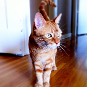 Deanna Russo Instagram - I know death doesn’t give warnings but, boy, does it have a sense of humor. The last words I said to my cat were, “Just go and die already.” Maybe the full moon last night did have as much power as all the astrologers said it would because my words came true. My orange bastard of a cat went and died already. 

He was old and had just pissed on the rug. I was mad so I shoved his nose in his mess and then put him outside, which wasn’t really a punishment. He loved going outside. He had cultivated several names in the many homes he frequented, but in my house, he was The Dude. 

The Dude would abide, but he also had strong opinions about the company I kept. He never warmed up to the kids. I think he considered himself my primary partner and didn’t like sharing my attention. He’d piss in your shoes or shit on your head while you slept if he didn’t want you around. He stood at the helm of my romantic life, the bastard. 

One day while shopping for protection dogs, this determined orange kitten crawled up my pant leg and didn’t leave me alone for the next 15 years. He earned the name because that’s what I shouted every time he charged at his reflection in a floor mirror, cracking his skull against the silver glass, “Dude!” It just stuck. 

The Dude and I were so closely connected before I became a human-mom that I would hold him and sob at the thought of him dying one day. And now that day is today. It was very un-dude of him to piss on my rug because yes, it really did tie the room together, but he did take his own exit, which is something he knew I wanted.