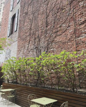 Deirdre Lorenz Instagram - Waiting for my favorite secret garden to bloom in New York City. Always a neighborhood highlight. 🌿🌱😍
#nyc #nyclife #green #manhattan #escape #staycation #newyork #secret #goodmorning #spring #soho #goodvibes #springfever
