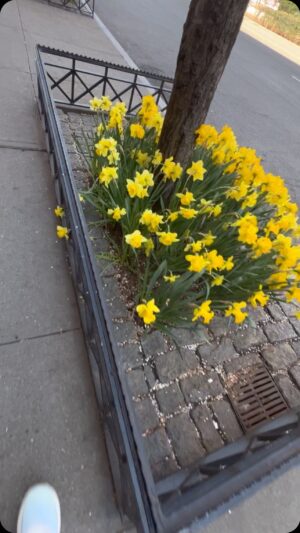 Deirdre Lorenz Instagram - Just me nature bathing in the daffodil fields of SoHo ☕️💛 #spring #springinnyc #soho #beautiful
.
.
#goodmorning #raiseyourvibration #flowers #flowerstagram #flower #newyork #newyorkcity #contentcreator #nature #naturelovers #naturebathing #travel #walking #soul #sun #love #goodvibes #deirdreinnewyork
