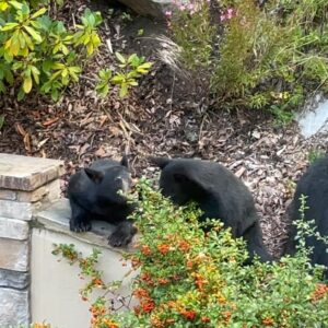 Delia Owens Instagram - I love having the bears in my garden and I hope all of you are having a beautiful and safe summer. Crawdads still on the NYT Bestseller List in three categories!! Cheers everyone