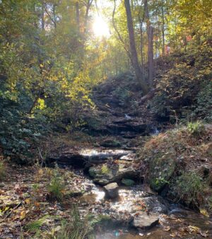 Delia Owens Instagram - I’m so thrilled to be in the quiet nature of the mountains, river and autumn leaves of my horse farm.  My soul thrives on the silence.  Crawdads is still on the NYT Bestseller List and I am so grateful to each of you.