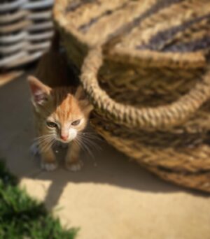 Delphine McCarty Instagram - Est-ce que quelqu’un peut dire à cette petite personne extrêmement mignonne d’arrêter de venir me faire les yeux doux matin midi et soir…par pitié…🙏🏻 J’ai le coeur sensible mais par dessus tout j’ai déjà un chat qui en  plus d’avoir le physique de Kim Jong-un en a aussi le caractère disons…irascible! Bref, pas de cohabitation possible avec Lulu. Donc merci d’arrêter de venir me fendre le cœur non stop…💔 Je précise que je le rapporte sans cesse à sa mère qui se prélasse 500 mètres plus loin sous un olivier et qui visiblement a l’instinct maternel aussi développé que je suis douée sur Excel ( private joke pour @maudthiry ). Bref…si quelqu’un dans les Alpilles cherche un chaton…d’ici 1,5 mois il sera sevré je pense!
#appellezmoiBrigitte🤷🏻‍♀️