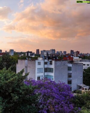 Demián Bichir Instagram - • @nytimes Every spring, jacarandas bloom in Mexico City. The colorful purple flowers are a living legacy of a Japanese gardener.

In 1930, President Pascual Ortiz Rubio of Mexico wanted cherry trees to decorate the country’s capital after seeing them line the streets of Washington. Tatsugoro Matsumoto, a Japanese immigrant who tended the gardens of Chapultepec, then the presidential residence in Mexico City, tried to fulfill his request, but the winters were not cold enough for the cherries to fully blossom. So he came up with a different solution, planting another tree known for its colorful flowers: jacarandas.

History has blurred some details of the president’s request and its execution, but today the jacarandas stand tall among the city’s greenery, a lush canopy heralding spring’s arrival.

Read more about the purple flowers at the link in our bio. Photos and video by @mariancaa