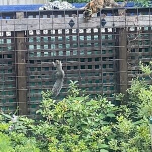 Denis O'Hare Instagram - Backyard drama