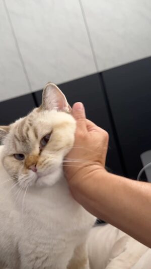 Dennis Chew Instagram - Happy Birthday my dear Furby!
@furbythebritishshorthair