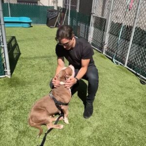 Derek Klena Instagram - Meet “Her Majesty” ❤️ this little bundle of joy and love is one of many pets looking for a wonderful home at the @nycacc . She has been at the shelter for 58 days and deserves that forever home. Her ID is 146926. This Saturday they have a special “Clear The Shelters” adoption event from 11am-5pm where they will be waiving adoption fees! Check out the link below (and in bio) if you are interested in adopting “Her Majesty,” or if you like to hear more info about the shelter and/or their other animals. Please forward to anyone and everyone who may be looking for that special someone and lets help find these sweeties a home! #takeabowwow #boroughbred https://www.nycacc.org/cleartheshelters