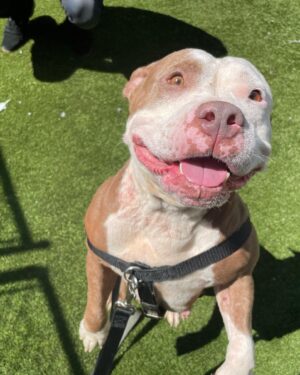 Derek Klena Instagram - Meet “Her Majesty” ❤️ this little bundle of joy and love is one of many pets looking for a wonderful home at the @nycacc . She has been at the shelter for 58 days and deserves that forever home. Her ID is 146926. This Saturday they have a special “Clear The Shelters” adoption event from 11am-5pm where they will be waiving adoption fees! Check out the link below (and in bio) if you are interested in adopting “Her Majesty,” or if you like to hear more info about the shelter and/or their other animals. Please forward to anyone and everyone who may be looking for that special someone and lets help find these sweeties a home! #takeabowwow #boroughbred https://www.nycacc.org/cleartheshelters