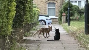 Derren Brown Instagram - Also cat and fox getting along perfectly well right now in Walthamstow.