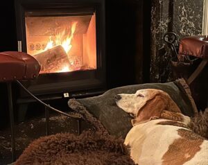 Derren Brown Instagram - She barked when the fire went out and barked again for the cushion. We also brought her roast cave-aged sirloin on a tea-plate.
#spoiltbitch