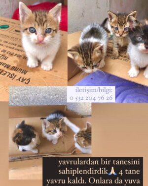 Derya Alabora Instagram - 