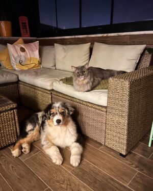 Dila Bayrak Instagram - Oğlum Wilson 🐶 Hayatımıza hoş geldin🧡
#wilsontheaussie #ercuthechinchilla