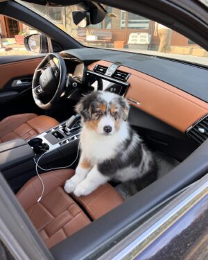 Dila Bayrak Instagram - Oğlum Wilson 🐶 Hayatımıza hoş geldin🧡
#wilsontheaussie #ercuthechinchilla