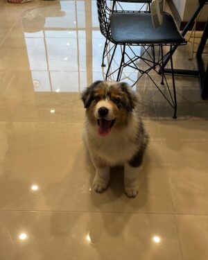 Dila Bayrak Instagram - Oğlum Wilson 🐶 Hayatımıza hoş geldin🧡
#wilsontheaussie #ercuthechinchilla