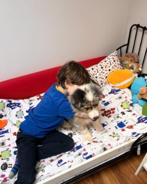 Dila Bayrak Instagram - Oğlum Wilson 🐶 Hayatımıza hoş geldin🧡
#wilsontheaussie #ercuthechinchilla