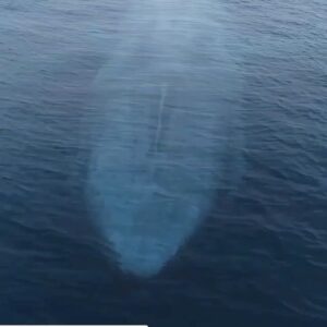 Dilshad Vadsaria Instagram - Happy #earthday y’all. I hope this time makes us all rethink our part on this 🌎we call home and how we can be a better part of this incredibly, MAJECTIC place. 🐳