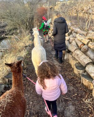 Dion Dublin Instagram - A Great Christmas Eve @nanny_sharons_alpaca_farm a brilliant place to visit for ALL the family!