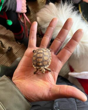 Dion Dublin Instagram - A Great Christmas Eve @nanny_sharons_alpaca_farm a brilliant place to visit for ALL the family!