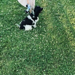Dmitriy Kozhoma Instagram - Как это было 🐶
Мы завели собаку! Ну как мы?! Катя @ketmironova ! Пока меня не было дома, она купила собаку и презентовала мне её по приезду!
Ни то, чтобы это с пустого места - разговоры были про собаку, и Катя её хотела, только не понятно какую, а я не совсем поддерживал эту идею… «Вот когда появится дом, вот тогда может» - говорил я. И если что, мне нравится Венгерская выжла. @luna_electra 
Учитывая, что мы любим уезжать на месяц в Таиланд , к тому же это еще один рот, который нужно кормить и выгуливать, мыть после каждой прогулки, какашки трогать, потом складывать в пакет, потом урны не всегда рядом есть, надеюсь они будут всегда под рукой, иначе не кайф так много времени проводить в непосредственной близости с 💩, а ещё у нас кот, медузы и муравьи, поэтому я не совсем был уверен в этой идее!

Так вот…Катя гуляет с детьми , на детской площадке появляется щенок английского кокер-спаниеля, его облепляют дети, как фанаты - Месси! Она спрашивает номер заводчика, сразу звонит, ей говорят, что щенков нет, но есть у дружественного заводчика, за который ручаются. Звонит туда, там есть один щенок и это находится за Электросталью. Ей присылают видео щенка, она смотрит, показывает детям! Дети в восторге. Говорит, может завтра поедем, дети говорят, сейчас. Катя спрашивает: «А папа нас не убьёт?» На что Ваня отвечает: «Как же он нас убьёт, он же нас очень любит» 
3 часа в пути, в пол второго ночи они приехали за щенком! Дети естественно уже спали. В 4 утра дома. И это всё в один вечер с захлестом на ночь.
И когда я утром встретился с этим щенком, то оказалось, что мне ещё и английские кокер-спаниели нравятся🖤
Ну и минус няшных шенков: что на разговоры с прохожими будете тратить минимум час в день! А если вы одинокая женщина, то самое то🔥
Дабы повысить активность под постом, спрашиваю. Собаки или кошки?
#кожомадима #kozhoma