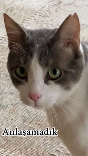 Doğaç Yıldız Instagram - Anlaşamadık.
#nodül #the #cat