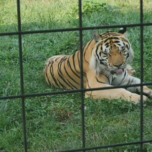 Dominique Swain Instagram - National Tiger Sanctuary near the Ozarks?!