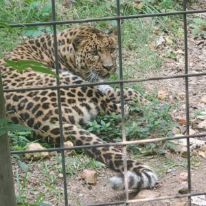 Dominique Swain Instagram - National Tiger Sanctuary near the Ozarks?!