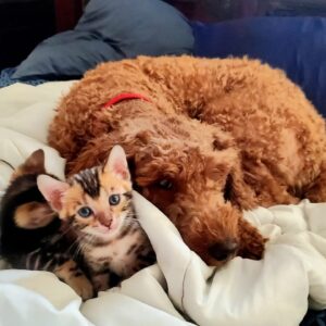 Dominique Swain Instagram - GOOOOD MEOW-NING!