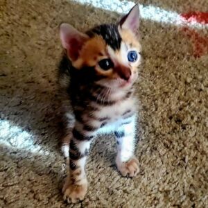 Dominique Swain Instagram - GOOOOD MEOW-NING!