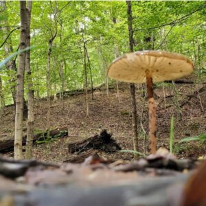 Dominique Swain Instagram - The tale of the 6 foot mushroom in Jefferson Memorial Forest! 🍄