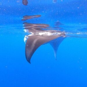 Don Cheadle Instagram - there were two of them. they hung out with us for about half an hour. ♥️♥️ #oceanicbeauty #curiousmanta #curiousman #hawaiilife