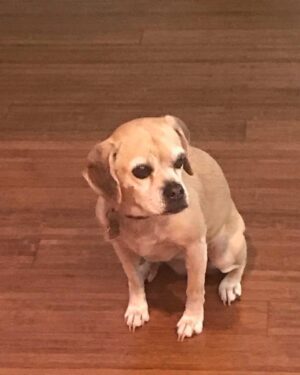 Don Cheadle Instagram - "what?! i was looking over there .." yeah, right. like i don't know what being outflanked means ... #nvrtrustadog