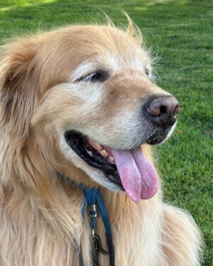 Dony De Nuccio Instagram - Perfeitão. Rocky De Nuccio. 
Meu companheiro em sol e chuva, praia e cidade, casa e apartamento, Rio e São Paulo, Brasil e EUA.. há mais de 8 anos.. 🐾💙