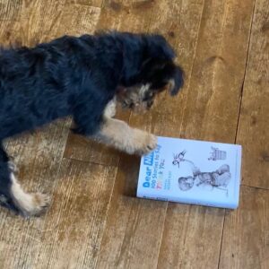 Dr Adam Kay Instagram - Instagram 101: here’s a copy of DEAR NHS with my puppy. Out today, edited by me, contains a ton of brilliant stories, all profit going to charity. Available from your local bookshop/website. Puppy not included.