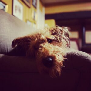 Dr Adam Kay Instagram - DOG PHOTO FOR THE LIKES