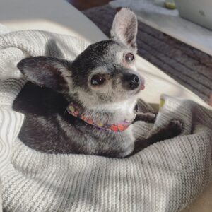 Dreama Walker Instagram - Last night we said goodbye to Winnifred. She was the sweetest burrito sized cuddle pup you could dream up. I found her in the pound and she growled at the lady who opened the cage, crawled into my lap and fell asleep. I took her home as soon as they would let me. Chris was mad at first, and of course she bit him. Later that night, she sidled up to him and they were inseparable ever since. She attacked a husky to try to protect me (that was horrific and expensive) she was fun to play with, gentle with the kids, and Brighton has been saying her name for weeks, even calling everything beloved to her ‘Nene’ because Winnie is just that lovable. I’m glad I held her as she left this world. I will miss how limp and trusting her body was when you’d pick her up. How she would *never* move when you were sleeping next to her and how she came when I called her. Love you, sweet girl. Thank you for 9 special years. 💔