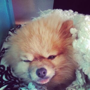 Dreama Walker Instagram - We are devastated. 
I don’t have the mental energy to compile all of the incredible things I could tell you about this pup. I loved being his momma. He brought more joy to others than most people could. He delighted in costumes and cuddles. I bought him in 2008 with my per diem money from the movie ‘Gran Torino’. I named him Samson Malakai Eastwood. He underwent major back surgery 3 years ago where he was given a 50/50 shot to live and he made it. He was going through heart failure and never let us know. He was still his upbeat, affectionate self while in pain. He was the most well behaved dog I’ll most likely ever own. He let my daughter pull his tail and never snapped at her. He peed and pooped on command. He visited me in the bathroom, followed me around the house. Loved me and our family endlessly. We loved him immensely. We are absolutely heartbroken. 💔 Samson, you were such a blessing and a highlight of my life, I’m so glad you were a part of my family. I pray that you’re sitting in my mom’s lap somewhere, that’s the only way I can bear losing you.