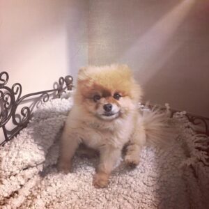 Dreama Walker Instagram - We are devastated. 
I don’t have the mental energy to compile all of the incredible things I could tell you about this pup. I loved being his momma. He brought more joy to others than most people could. He delighted in costumes and cuddles. I bought him in 2008 with my per diem money from the movie ‘Gran Torino’. I named him Samson Malakai Eastwood. He underwent major back surgery 3 years ago where he was given a 50/50 shot to live and he made it. He was going through heart failure and never let us know. He was still his upbeat, affectionate self while in pain. He was the most well behaved dog I’ll most likely ever own. He let my daughter pull his tail and never snapped at her. He peed and pooped on command. He visited me in the bathroom, followed me around the house. Loved me and our family endlessly. We loved him immensely. We are absolutely heartbroken. 💔 Samson, you were such a blessing and a highlight of my life, I’m so glad you were a part of my family. I pray that you’re sitting in my mom’s lap somewhere, that’s the only way I can bear losing you.