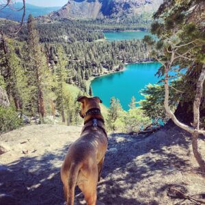 Eddie Cibrian Instagram - #nationaldogday 🐶 @fleetwoodthebabe