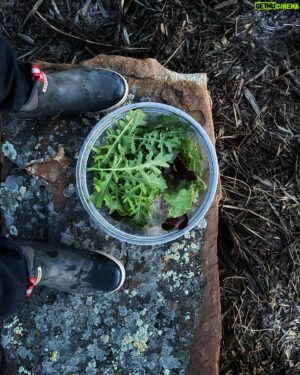 Eduardo Garcia Instagram - Springtime was planted last October. This year we saw it’s first signs sometime in late January. 

Arugula, Kale, Mizuna, Beets, Spinach, Chard and assorted lettuce. Sprouted against winters odds. Defiantly or proudly depending on how you see it. 

I eat this salad with gusto and gratitude. 

Thanks to @beccaskinner for the greenhouse investment of a couple years back. #womanbusinessowner
