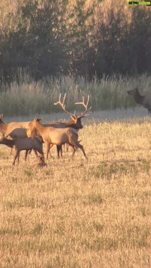 Eduardo Garcia Instagram - Ya never know what you’ll see when passion is in the air. The elk rut is in full swing around here.
