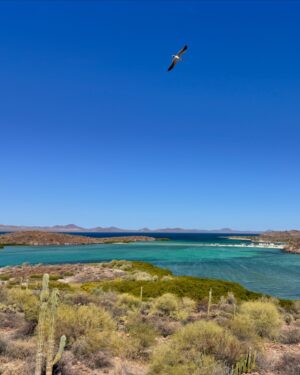 Eduardo Videgaray Instagram - Nuestra siguiente parada después de Loreto fue la playa de El Requesón y Bahía Concepcion. Las primeras 3 slides son de esa zona. De ahí nos seguimos a Mulegé y pasamos a ver la espectacular vista desde el mirador de la misión. Quiero darme besos de patita levantada por todo el mundo contigo @eduardovidegaray 🥰!

1. Beso en El Requesón (sin albur)
2. Video desde la playa
3. La playa vista desde la carretera
4. Nunca son suficientes besos 
5. La misión Santa Rosalía de Muelegé
6. La vista desde el mirador
7. La cima es más solitaria pero siempre hay mejor vista😎