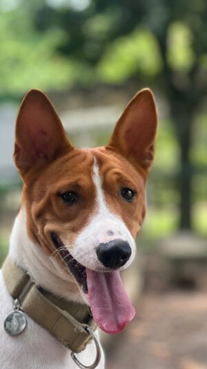 Eike Duarte Instagram - 1º ano de vida do nosso Neblina! Acho que esse vídeo resume um pouco do amor que sentimos por ele🫶 É engraçado porque nunca tive cachorro mas agora não consigo imaginar a minha vida sem ele… Gostaria de fazer um agradecimento especial ao @basenjisitapuca dono desse canil impecável que entrega tudo aquilo que promete sobre a raça, se vocês quiserem agendar uma visita no canil é só combinar com eles pelo direct! Aproveitem pois esse ano a fila de espera pelos filhotes já está rolando 🫶 #basenjis #basenji